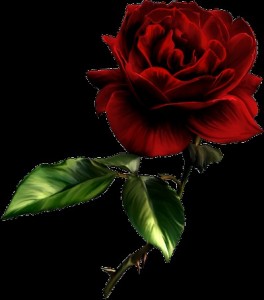 Создать мем: роза анимашка, анимации 240 320 розы красные, красная роза на черном фоне картинки