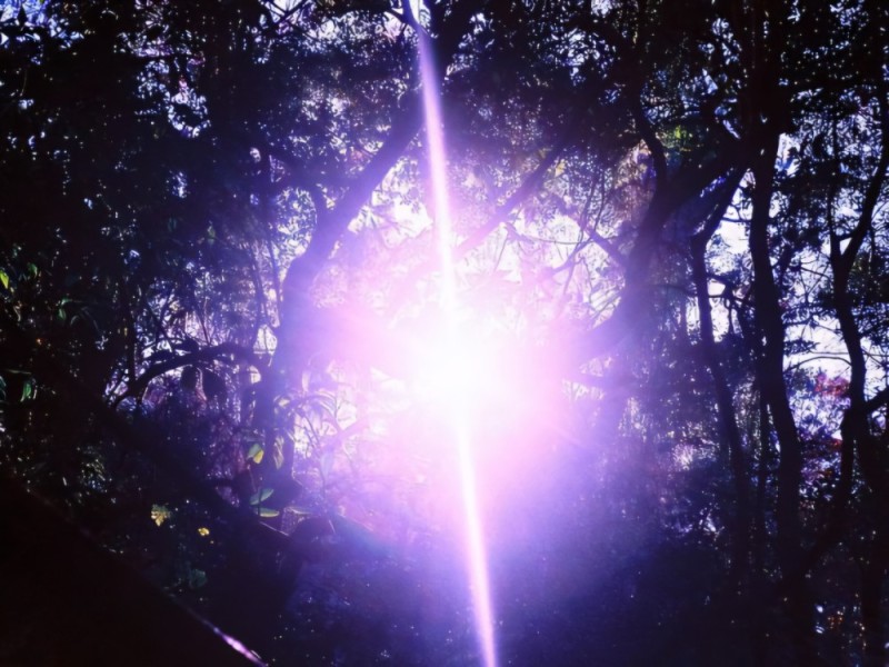 Create meme: the light of the sun, Light through the treetops, darkness