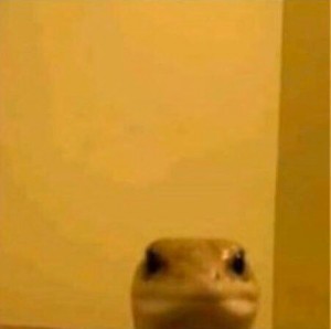 Создать мем: мемов, lizard staring in camera meme, Животное