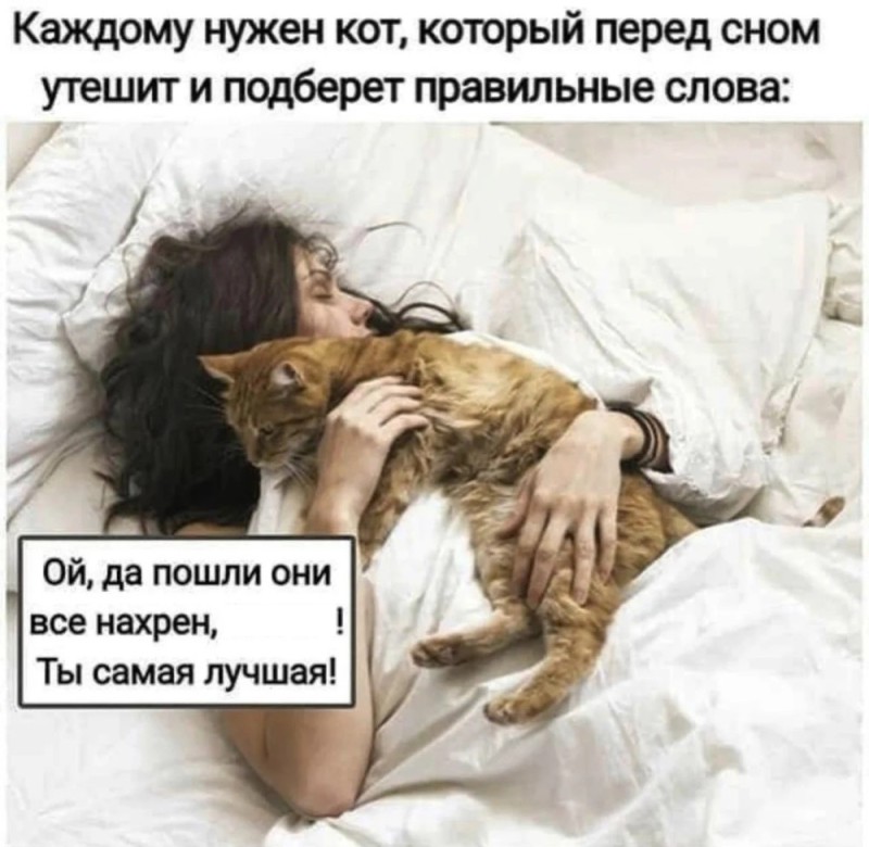 Create meme: cat in bed, cat , the cat is important