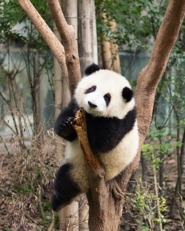 Создать мем: гигантская панда, панда висит на бамбуке, большая панда красная книга