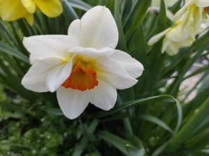 Создать мем. #нарцисс гибридный. #daffodil нарцисс. #нарцисс цветок. 