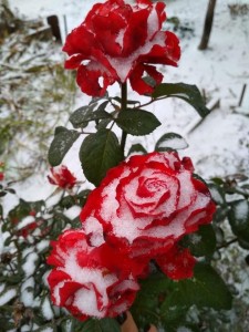Создать мем: цветущая алая роза на снегу, красивые розы на снегу, роза розалия