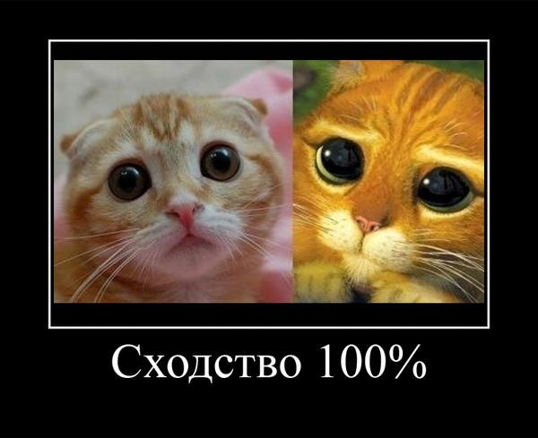 Create meme: a cat with plaintive eyes, animals cute, looks like a cat