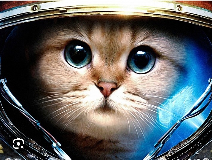 Создать мем: чего боятся кошки, космический кот, кот в космосе