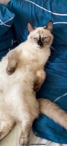 Создать мем: невская маскарадная порода, сиамский кот 6 месяцев, порода тайская кошка