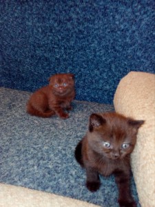 Создать мем: шотландский прямоухий шоколадный котенок, шотландский шоколадный кот страйт, шотландская вислоухая котята шоколад