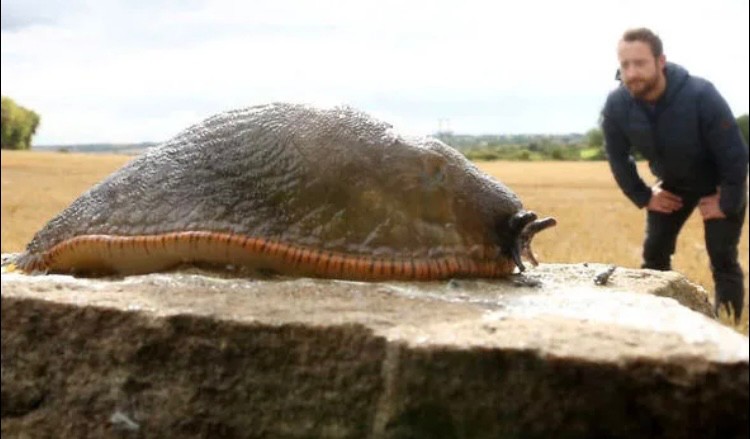 Create meme: the biggest slug, the biggest slug in the world, big slug