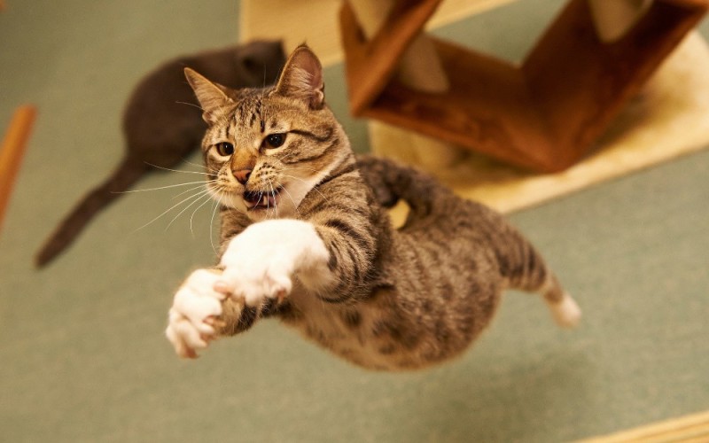 Создать мем: сумасшедшая кошка, кот в полете, прыгающий кот