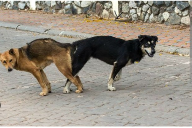 Create meme: a pack of stray dogs, dogs stuck together priests, dog 