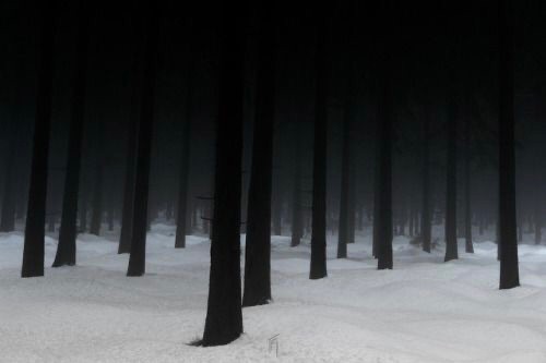 Create meme: forest in winter, snow forest, scary winter forest