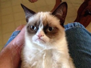 Создать мем: grumpy cat meme, самый сердитый кот, недовольный кот