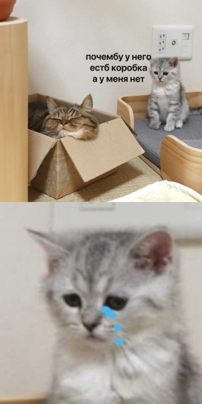 Создать мем: кот спрятался в коробку, милые котики смешные, котёнок в картонной коробке