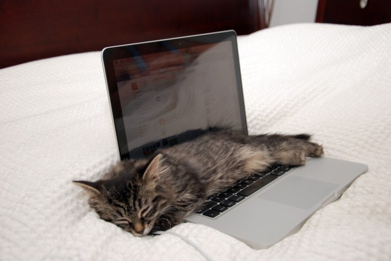 Создать мем: котенок за компьютером, котики компьютер, котик с ноутбуком