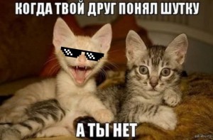 Создать мем: Кошка, смешные коты, смешные котики