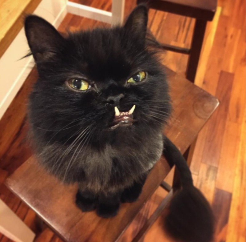 Create meme: black cat with fangs, a black cat with teeth, black cat 