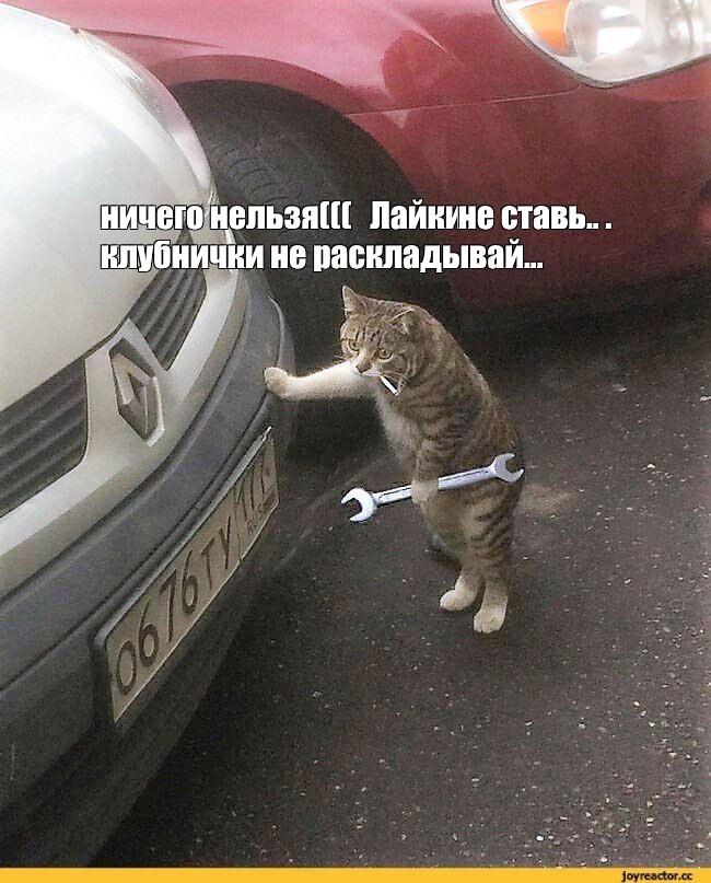 Кот механик. Кот чинит машину. Кот автомеханик. Кот автослесарь. Кошка под машиной.