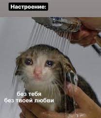Create meme: weeping cats, wet cat , crying cat