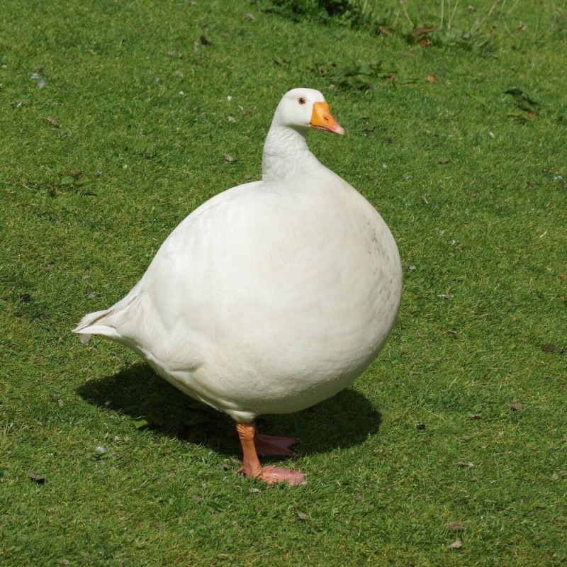 Create meme: cool goose, geese ducks, fat goose