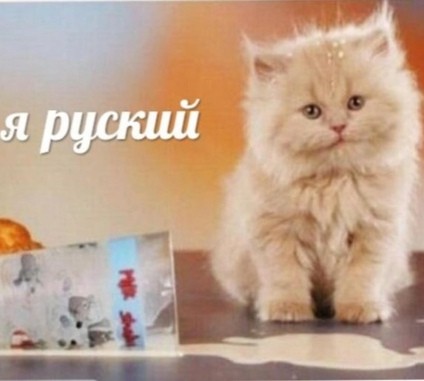 Создать мем: котики, кот, я русский мем с котом