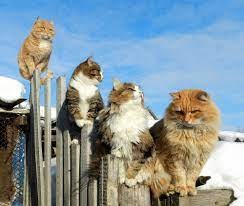 Создать мем: смешные мартовские коты, кот, три кота