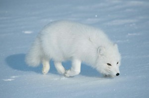 Create meme: arctic fox, pictures of white Fox, white Arctic Fox photos