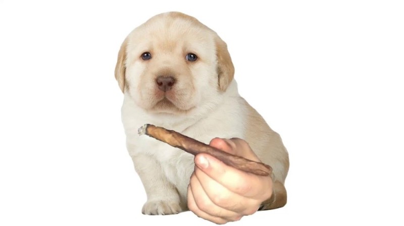 Create meme: a puppy with a hand meme, labrador retriever puppies, Labrador puppy