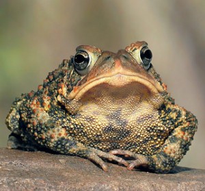 Create meme: frog, toad, toad