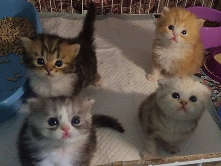 Create meme: Scottish kittens , lop-eared kitten, animals 