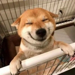 Создать мем: сиба ину улыбается, собака улыбака, улыбающийся пес