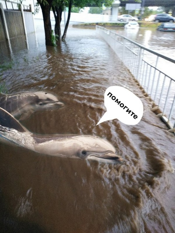 Создать мем: река слез, одинокий дельфин, слезы мем