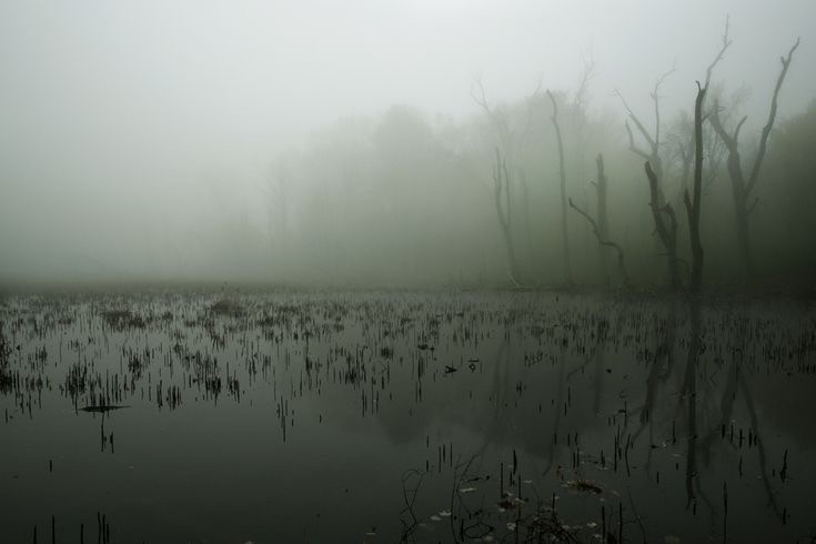 Create meme: swamp fog, the fog in the swamp, foggy swamp