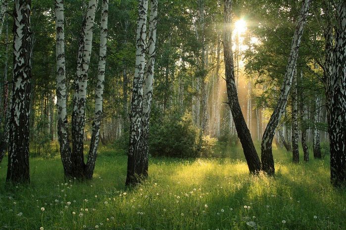 Create meme: birch grove, sunny day in the forest, morning in the forest