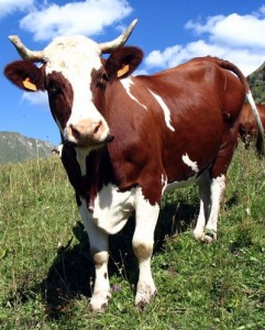 Создать мем: cow, карова, ярославская порода коров
