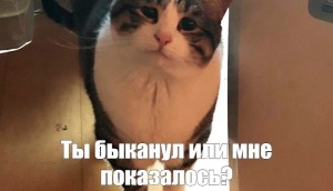 Создать мем: грустный кот мем, кот, кот кот