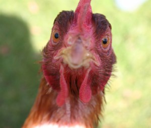 Create meme: poultry, funny chicken, bird flu