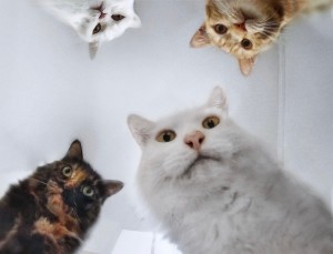Create meme: memes cat, cat funny, cats