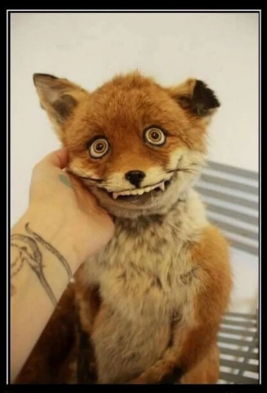 Create meme: funny Fox, funny stuffed fox, stuffed fox