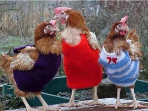 Создать мем: курица в свитере, куры несушки, курица курица