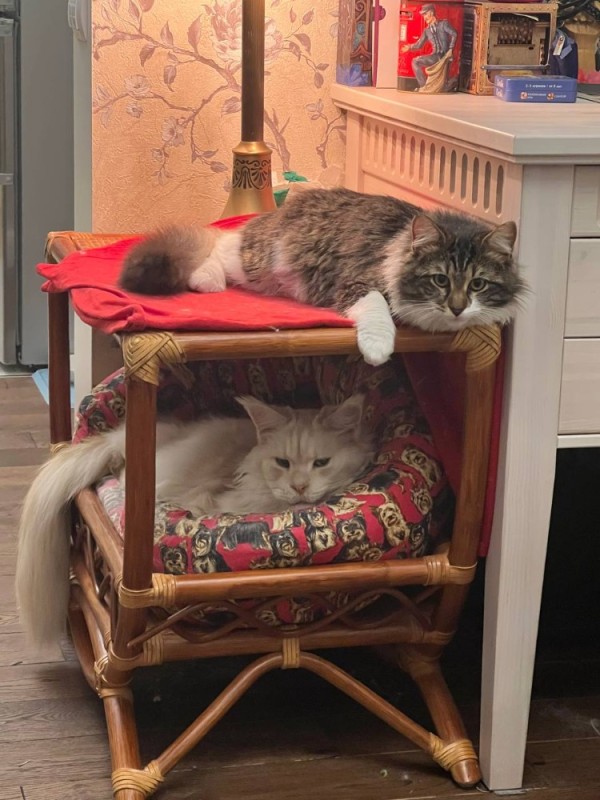 Create meme: beds for maine coons, 🐈 cat, cat bed