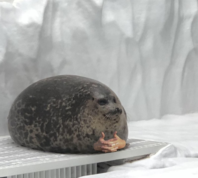 Create meme: shtosh seal, seal Yuki, seals