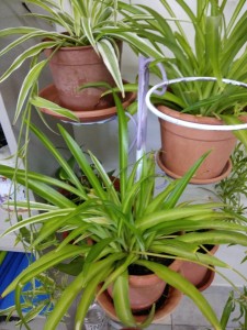Create meme: potted plants, the pots Chlorophytum photo, Chlorophytum ocean