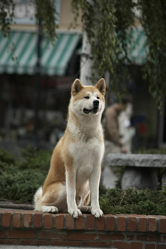 Create meme: dog breed Akita, Hachiko: the most loyal friend, hachiko the dog