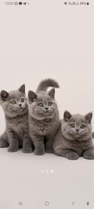 Создать мем: британский кот, кошка британской породы, котята британские короткошерстные