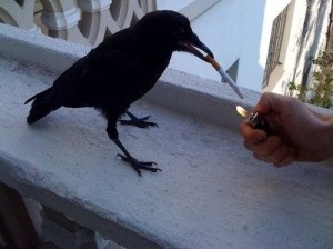 Создать мем: bird, crow, ворона с сигаретой