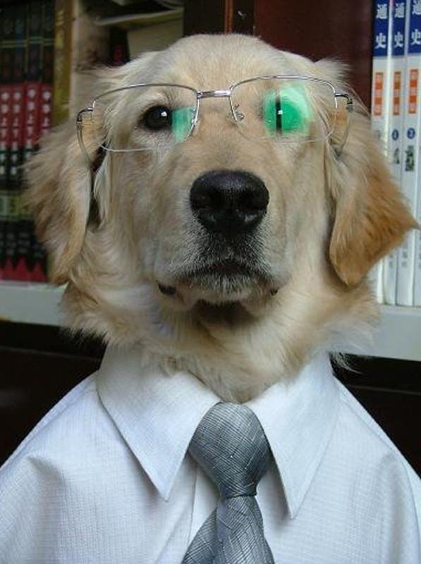 Create meme: dog professor, dog scientist, dog 