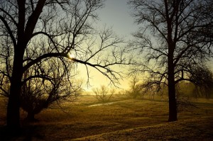 Create meme: fog in the morning, beautiful landscape, sunset through the branches