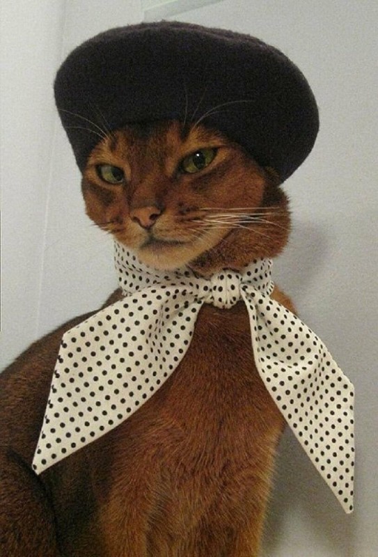 Создать мем: кот француз, коты в одежде, кот в беретке