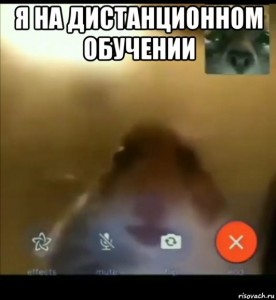 Create meme: meme hamster looking at the camera, hamster Skype call, hamster meme