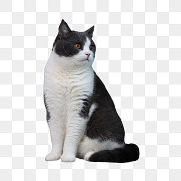 Create meme: cats , cat white background, Shorthair 